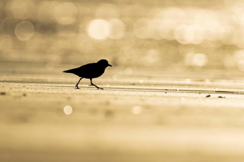 Ringed plover (Charadrius hiaticula) silhouette of an adult wading bird on a coastal beach at