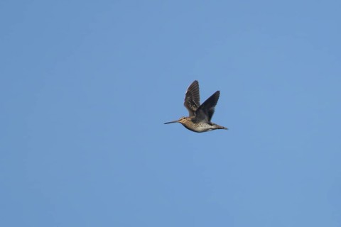 Common snipe (Gallinago gallinago) adult wading bird flying, England, United Kingdom