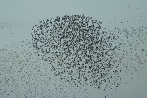 Red Knot (Calidris canutus) adult wading birds in flight in a large flock at high tide, RSPB