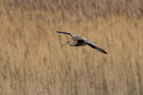Eurasian curlew (Numenius arquata) adult wading bird flying over a saltmarsh, England, United