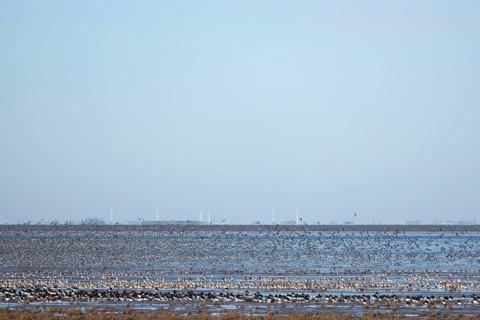 Red Knot (Calidris canutus) and Eurasian Oystercather (Haematopus ostralegus) adult wading birds at