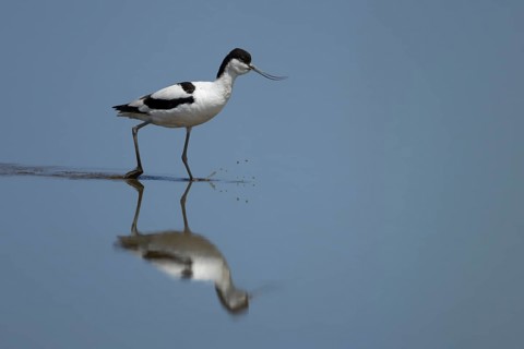Pied Avocet (Recurvirostra avosetta) adult wading bird in a shallow lagoon with a reflection on the