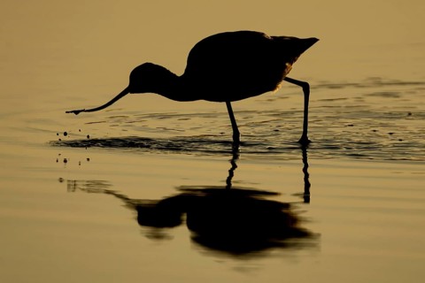 Pied Avocet (Recurvirostra avosetta) silhouette of an adult wading bird feeding in a shallow lagoon