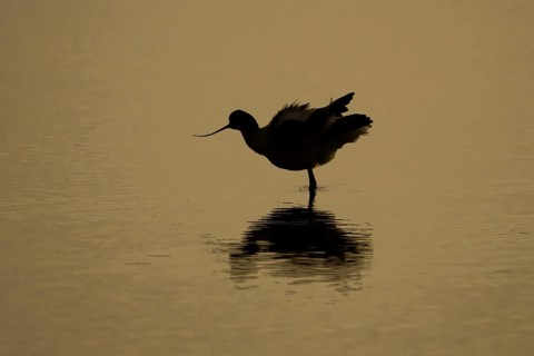 Pied Avocet (Recurvirostra avosetta) silhouette of an adult wading bird in a shallow lagoon with a