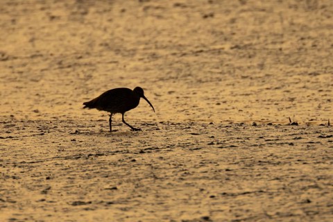 Eurasian curlew (Numenius arquata) silhouette of an adult wading bird on a coastal mudflat at