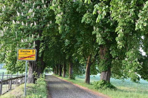 Kastanienallee near Lancken-Granitz on Rügen, Mecklenburg-Western Pomerania, Germany