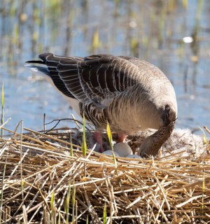 Grey goose (Anser anser) stands on the nest and turns the eggs, Lower Saxony, Germany