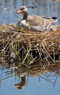 Grey goose (Anser anser) sitting on the nest and breeding, blue water, Lower Saxony, Germany