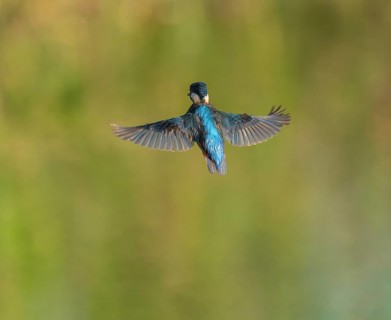 Kingfisher (Alcedo atthis) flying, shaking, vibrating, hunting a prey animal, Lower Saxony, Germany