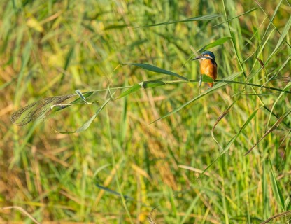 Kingfisher (Alcedo atthis) sits on a reed stalk while hunting a prey, reed (Phragmites australis)