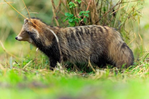A raccoon dog stands sideways in front of a tree trunk in the grass, raccoon dog, (Nyctereutes