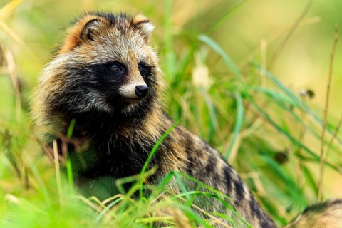 A raccoon dog looks attentively to the side in the midst of green nature, raccoon dog, (Nyctereutes