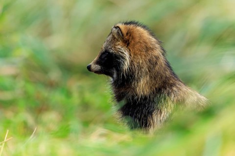 A raccoon dog sits in profile and looks into the distance, raccoon dog, (Nyctereutes procyonoides),