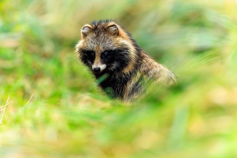 A raccoon dog partly hides in the grass and looks out, raccoon dog, (Nyctereutes procyonoides),