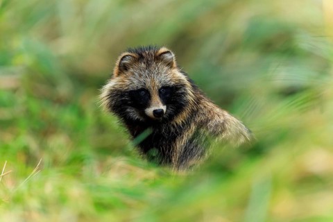 A raccoon dog looks through the grasses and looks alert, raccoon dog, (Nyctereutes procyonoides),