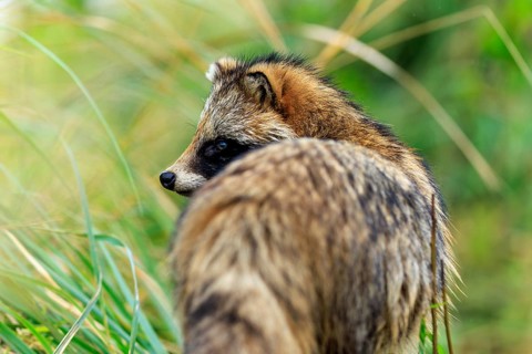 A raccoon dog in side view looking into the green, raccoon dog, (Nyctereutes procyonoides),