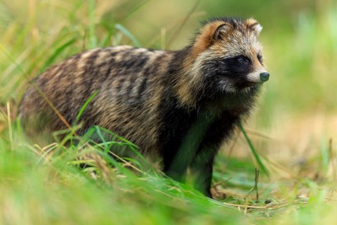 A raccoon dog stands alert in the grass looking into the distance, raccoon dog, (Nyctereutes