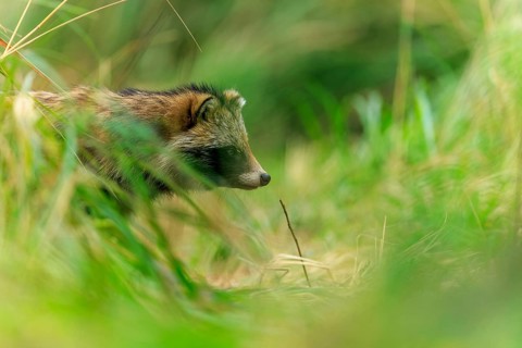 A raccoon dog hides partly in the grass and looks to the side, raccoon dog, (Nyctereutes