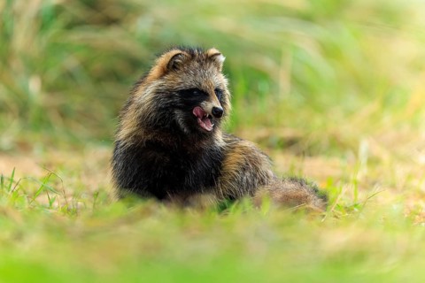 A sitting raccoon dog sticks out its tongue and looks forward, raccoon dog, (Nyctereutes