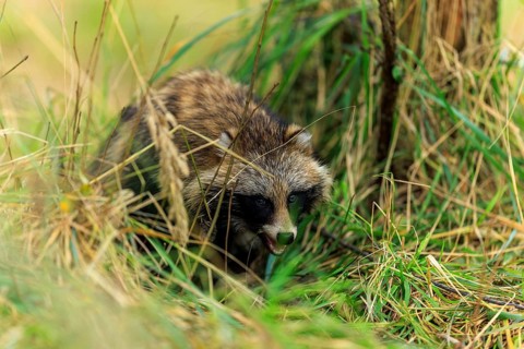 A raccoon dog hides in the grass and looks attentively, raccoon dog, (Nyctereutes procyonoides),