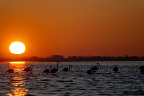 Pink flamingos (Phoenicopterus roseus) in the water at sunrise, Lake Kerkini, Greece