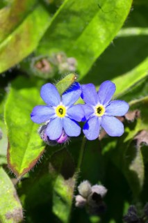 Marsh forget-me-not (Myosotis palustris), true forget-me-not in bloom in spring, close-up,