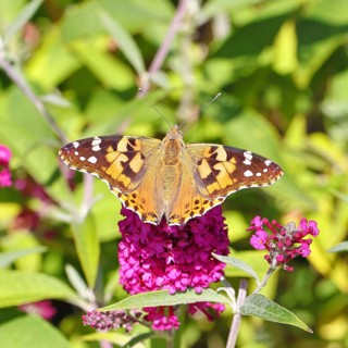 Thistle butterfly (Vanessa cardui) on a Buddleja davidii flower, Wilnsdorf, North Rhine-Westphalia,