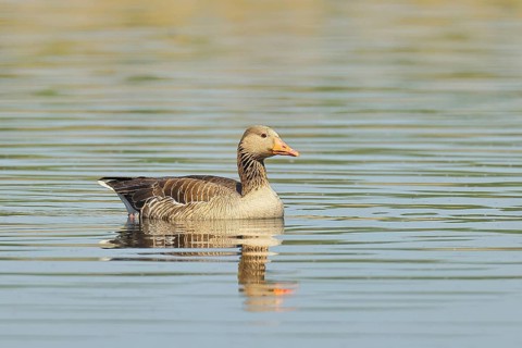 Greylag goose (Anser anser), swimming on a pond, Wagbachniederung nature reserve, Waghäusel,