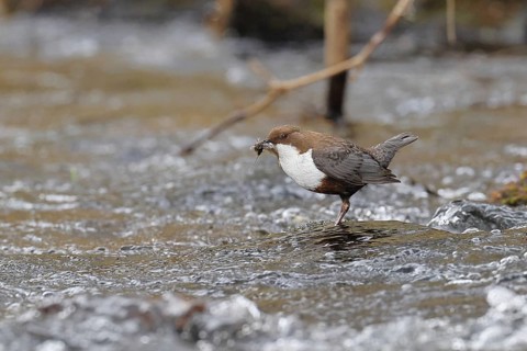 White-throated Dipper (Cinclus cinclus) standing with prey on a stone in the middle of a stream,