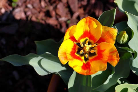 Pistil and stamens in a tulip calyx (Tulipa), tulip flower, red, black and yellow markings,