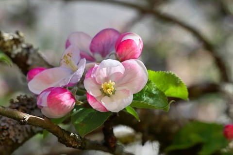 Apple blossoms (Malus), red still closed blossoms and white opened blossom with bokeh in the