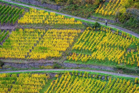 Vineyards in autumn in the central Ahr valley, near Altenahr, Rhineland-Palatinate