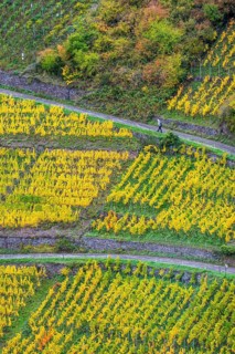 Vineyards in autumn in the central Ahr valley, near Altenahr, Rhineland-Palatinate