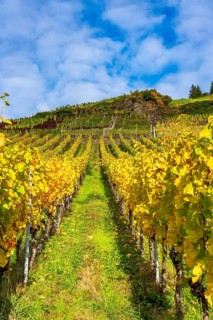 Vineyards in autumn in the central Ahr valley, near Mayschoß, at the Mönchberger Hof winery,