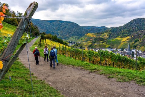 Vineyards in autumn in the middle Ahr valley, near Mayschoß, hiker, red wine hiking trail,