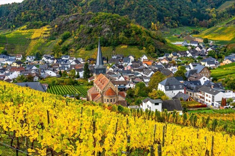 Vineyards in autumn in the central Ahr valley, near Mayschoß, Rhineland-Palatinate