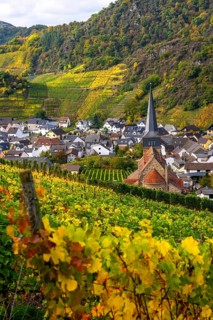 Vineyards in autumn in the central Ahr valley, near Mayschoß, Rhineland-Palatinate