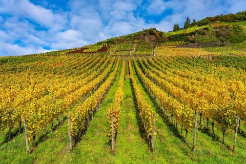 Vineyards in autumn in the central Ahr valley, near Mayschoß, at the Mönchberger Hof winery,