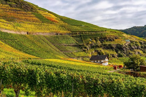 Vineyards in autumn in the middle Ahr valley, near Mayschoß, Mönchberger Hof winery,