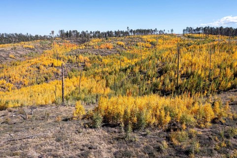 Jacob Lake, Arizona - Aspens show their brilliant fall colors as they revegetate the area burned by