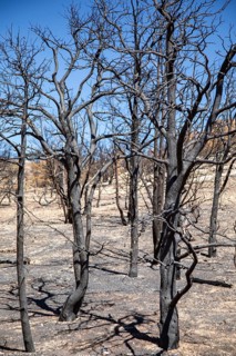 Jacob Lake, Arizona - Burned trees from the White Sage Fire. The wildfire burned 60, 000 acres
