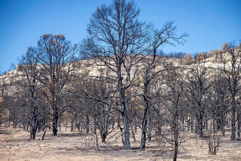 Jacob Lake, Arizona - Burned trees from the White Sage Fire. The wildfire burned 60, 000 acres