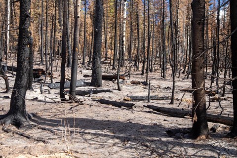 Jacob Lake, Arizona - Burned trees from the Dragon Bravo Fire. The wildfire burned 145, 000 acres
