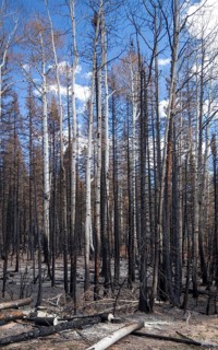 Jacob Lake, Arizona - Burned trees from the Dragon Bravo Fire. The wildfire burned 145, 000 acres