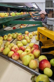Berrien Springs, Michigan - Fresh apples are sorted and packed at Hildebrand Fruit Farms. Michigan