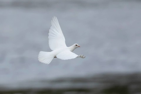 Feral pigeon or White Peace dove (Columba livia domestica) adult bird flying, England, United