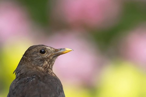 Eurasian blackbird (Turdus merula) adult female bird head portrait, England, United Kingdom