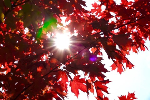 Autumn sun shining through the leaves of a maple tree, October, Germany