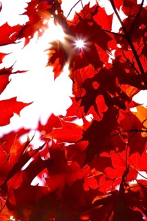 Autumn sun shining through the leaves of a maple tree, October, Germany