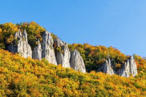 Rock face with mixed forest in autumn colours, limestone rock, autumn, Hausen im Tal, Danube